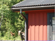 Wie man sieht ist das Leben in unserem Ferienhaus sehr naturnah. Wir freuen uns ber die Besuche verschiedenster Tiere.