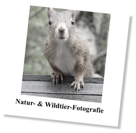 Natur- & Wildtier-Fotografie