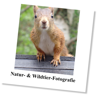 Natur- & Wildtier-Fotografie